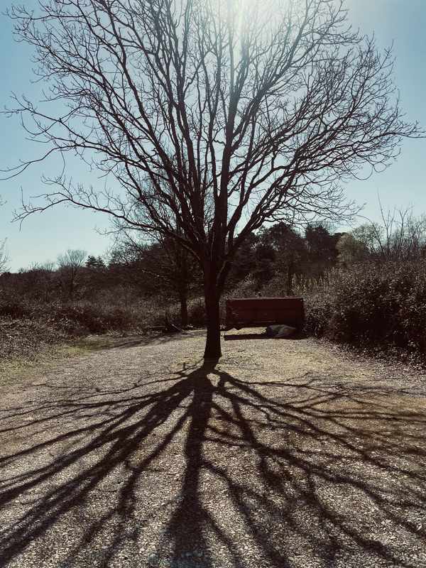 Picture for event international tree climbing day